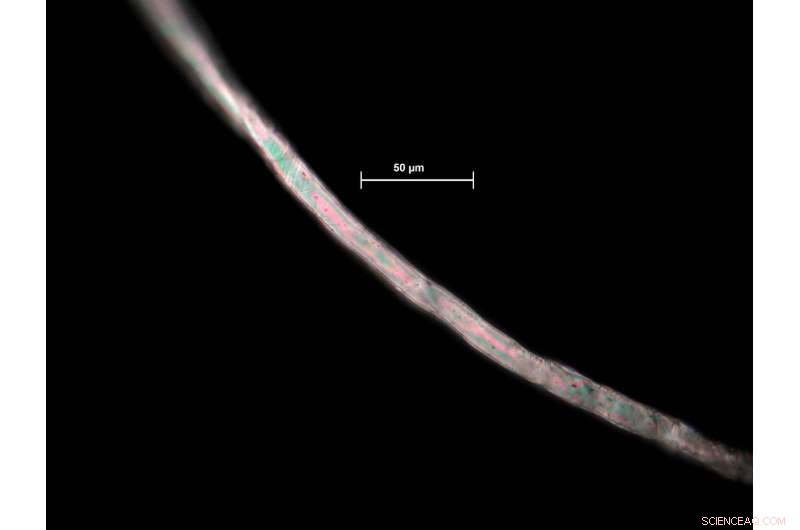 New Research Quantifies Textile Microfiber Pollution on Southern European Seafloor