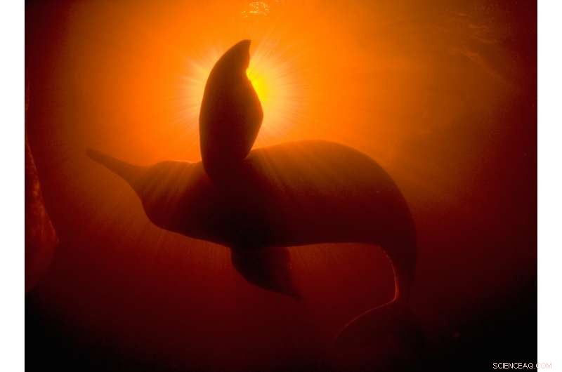 Amazon s Hidden Crisis: Rising Mercury Poisoning Threatens Ecosystems and Communities