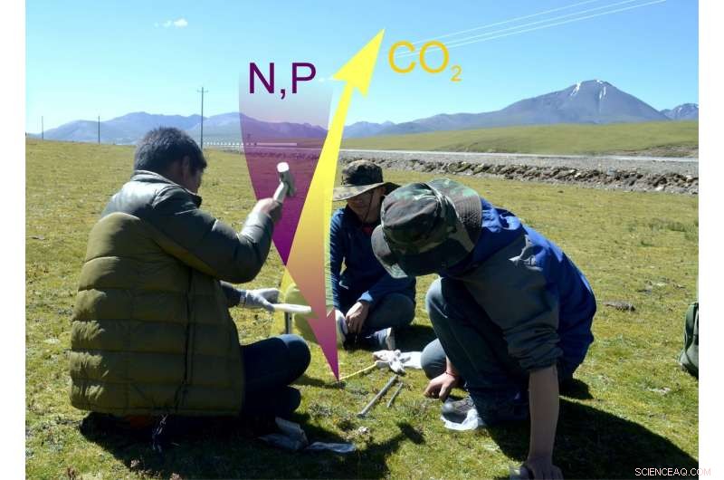 Adding Nitrogen and Phosphorus to Tibetan Soils Reduces Carbon Sequestration