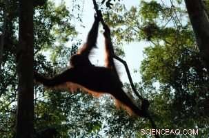 Integrating Conservation into Holistic Development: Safeguarding Forests and Biodiversity