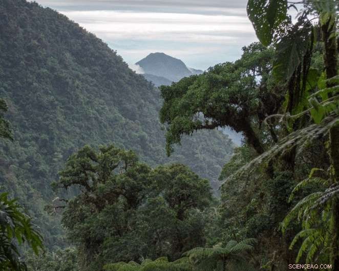 Researchers Warn: Climate Change May Darken Tropical Forests