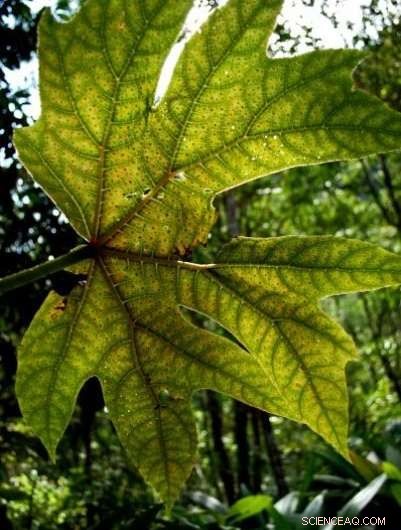 Researchers Warn: Climate Change May Darken Tropical Forests