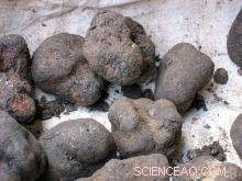 Climate Change Threatens the Future of Truffle Production