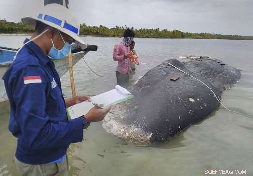 Beached Whale Found with 115 Plastic Cups and Two Flip-Flops in Stomach