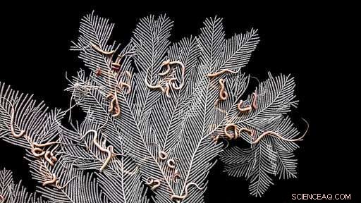 Scientists Retrieve Deep-Water Probes from Caribbean Expedition