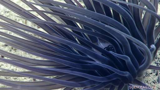 Scientists Retrieve Deep-Water Probes from Caribbean Expedition