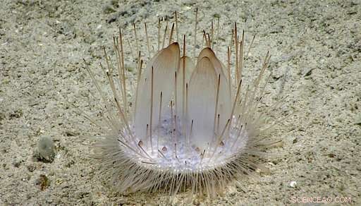 Scientists Retrieve Deep-Water Probes from Caribbean Expedition