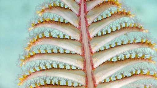 Scientists Retrieve Deep-Water Probes from Caribbean Expedition