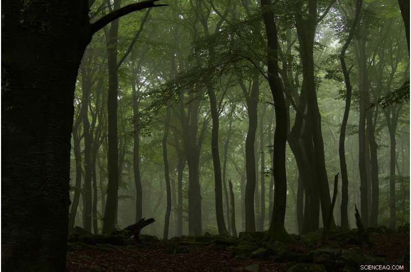 Unlocking the Full Potential of European Forests