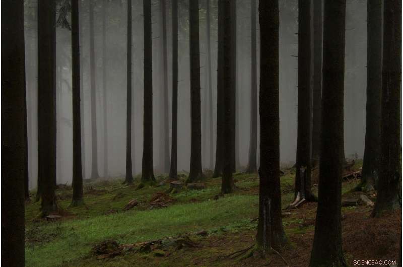 Unlocking the Full Potential of European Forests