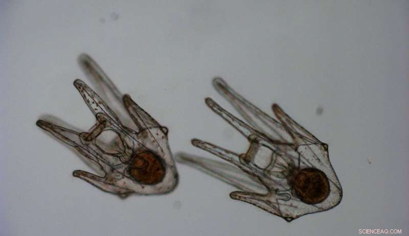 Combining Local and Global Strategies to Reduce Marine Environmental Impacts