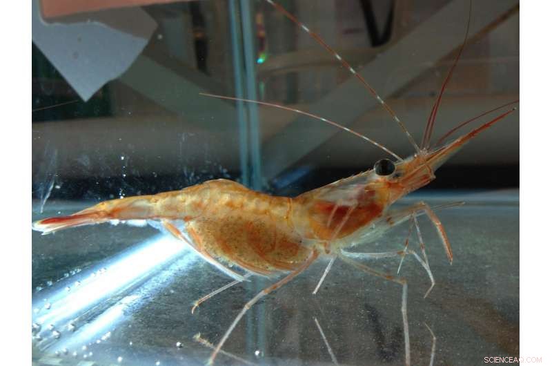 Combining Local and Global Strategies to Reduce Marine Environmental Impacts