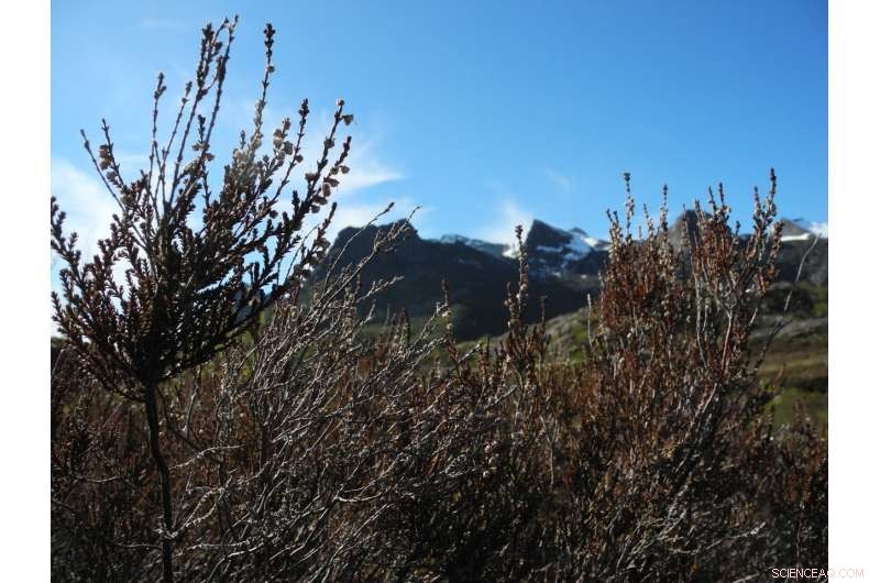 Arctic Brownening from Weather Anomalies Threatens Climate Stability