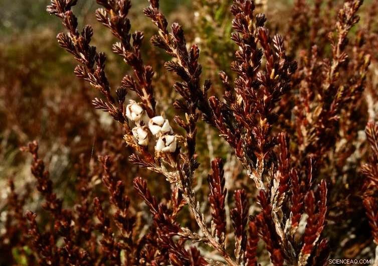 Arctic Brownening from Weather Anomalies Threatens Climate Stability