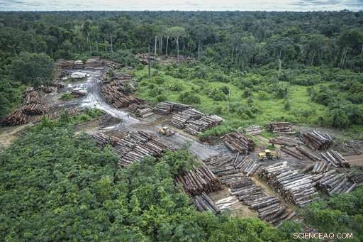 Scientists Warn New Brazilian President May Threaten the Amazon Rainforest