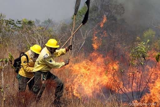 Scientists Warn New Brazilian President May Threaten the Amazon Rainforest