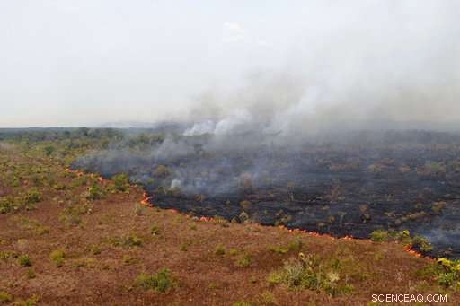 Scientists Warn New Brazilian President May Threaten the Amazon Rainforest