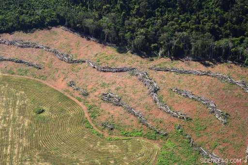 Scientists Warn New Brazilian President May Threaten the Amazon Rainforest