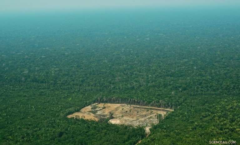 Brazil Loses Forest Area Equivalent to One Million Football Fields in One Year