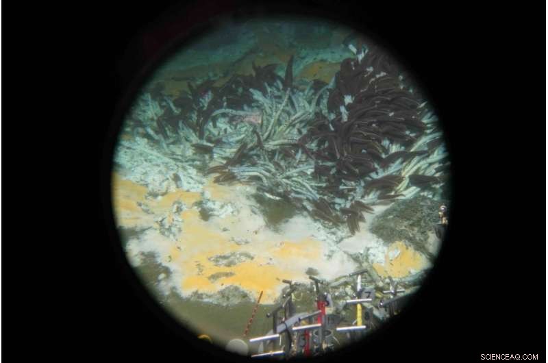 Deep-Sea Microbes: New Discovery Shows Potential to Consume Greenhouse Gases and Oil Spills
