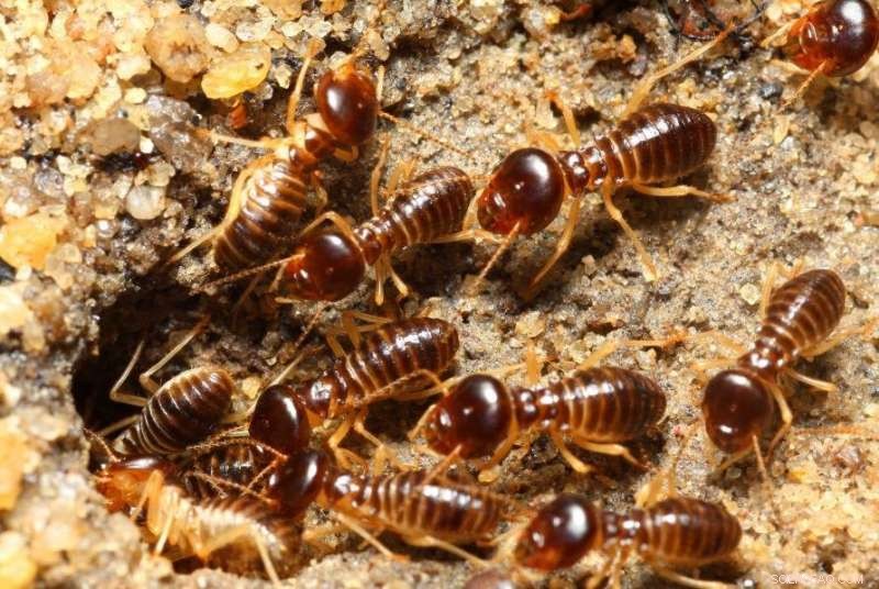 Termite Mounds as Natural Methane Filters: Implications for Greenhouse Gas Management