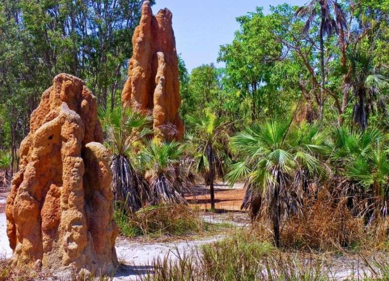 Termite Mounds as Natural Methane Filters: Implications for Greenhouse Gas Management