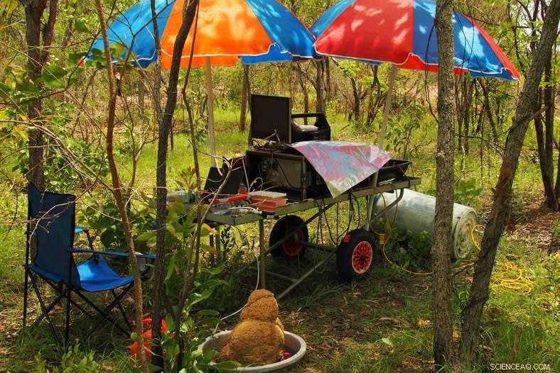 Termite Mounds as Natural Methane Filters: Implications for Greenhouse Gas Management