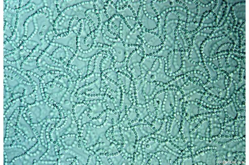 Evidence Suggests Oxygen Became Available to Life 3.5 Billion Years Ago