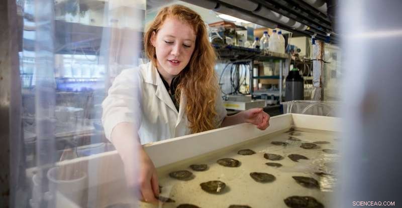 Climate Change Threatens Oysters’ Nutritional Value: New Study Warns