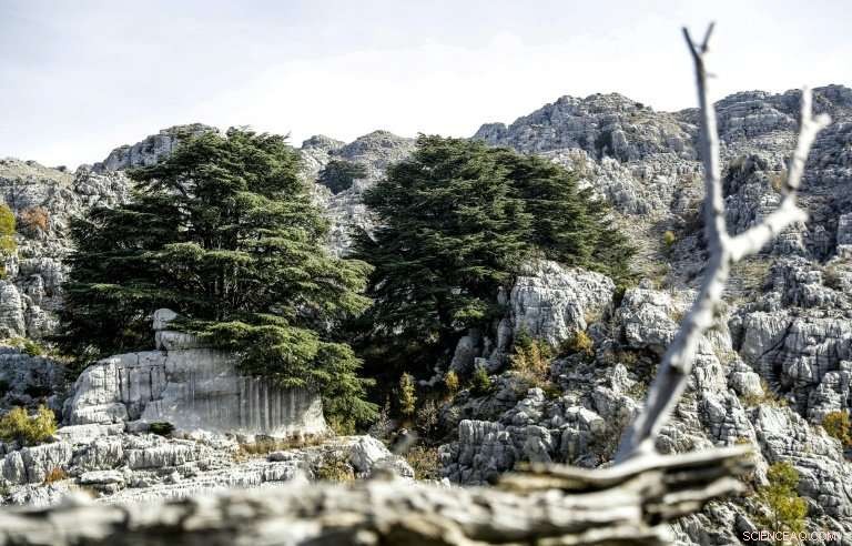 Climate Change Threatens Lebanon s Legendary Cedar Trees