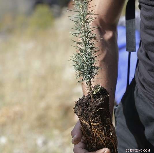 Climate Change Threatens Lebanon s Legendary Cedar Trees