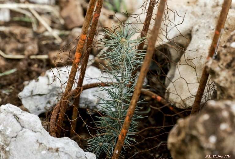 Climate Change Threatens Lebanon s Legendary Cedar Trees