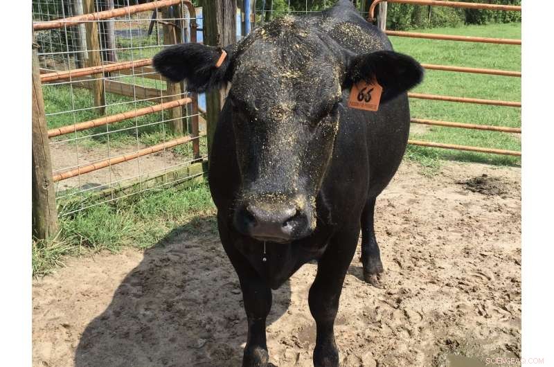 The Rising Accumulation of Human and Animal Waste: Risks and Opportunities