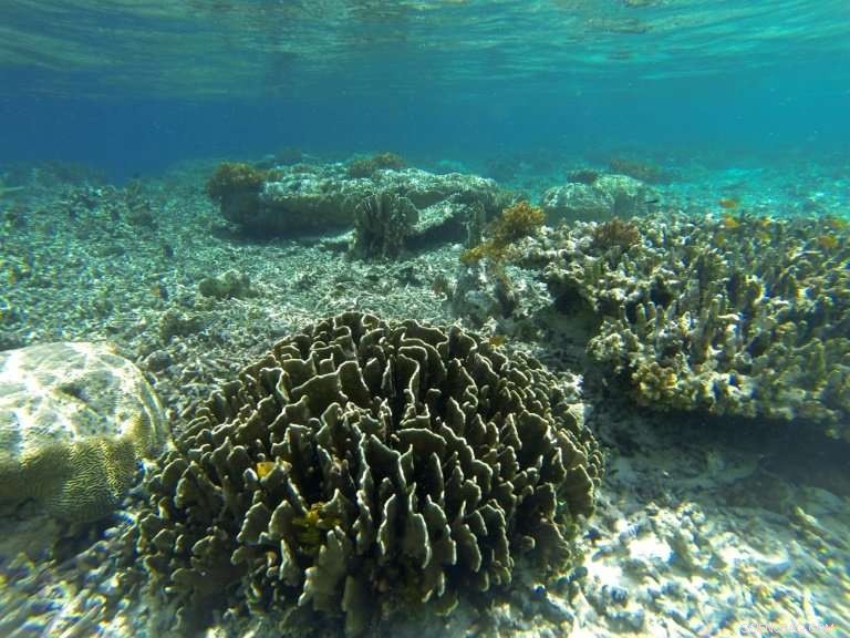 Scientists Find Over One-Third of Indonesia s Coral Reefs in Decline