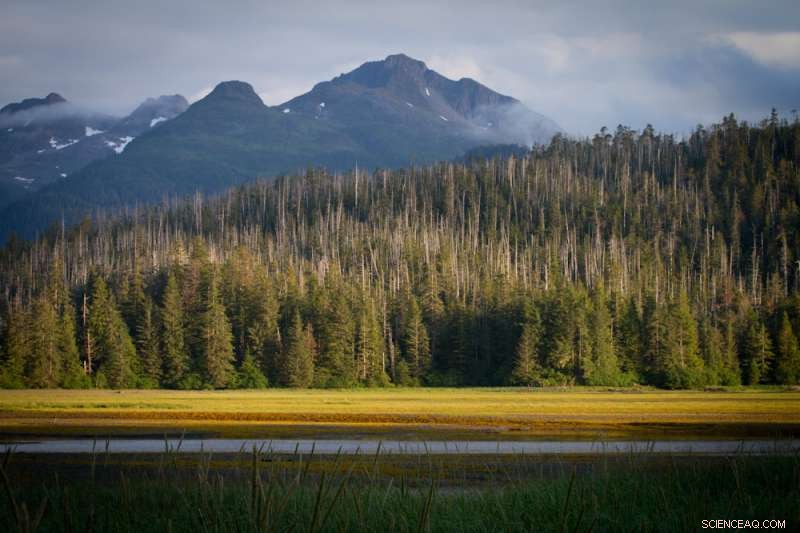 Alaskan Forests Show Promise: Ecologist Discovers Optimism Amid Climate Challenges