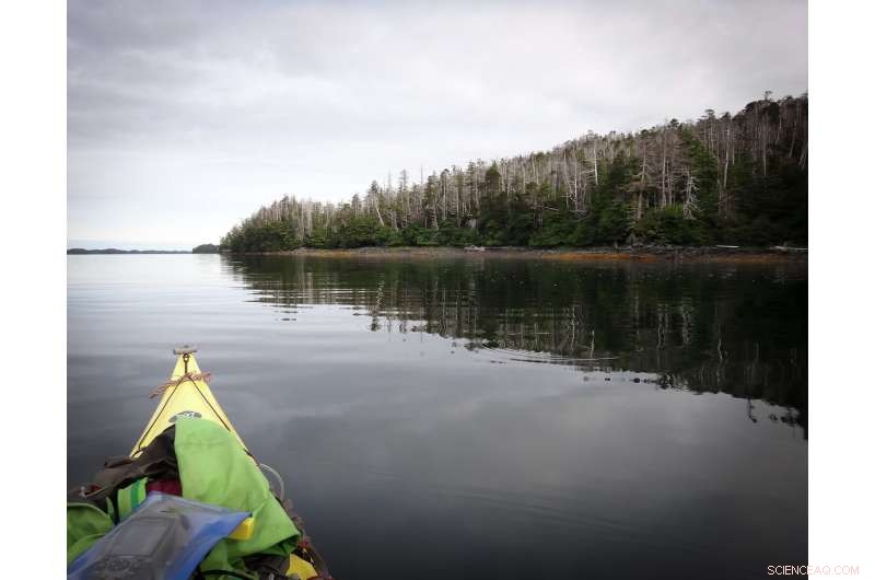 Alaskan Forests Show Promise: Ecologist Discovers Optimism Amid Climate Challenges