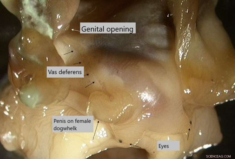 Norwegian Coast Sees Recovery of Fertility in Previously Sterilized Snails