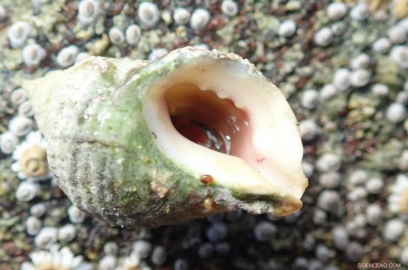 Norwegian Coast Sees Recovery of Fertility in Previously Sterilized Snails