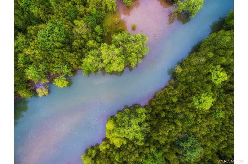 Wetlands: A Powerful Tool to Reduce Greenhouse Gas Emissions