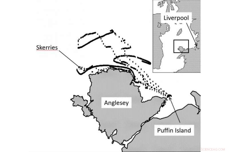 How Razorbill Tracking Reveals Coastal Tide Patterns