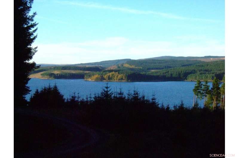 COP24: Tree Planting Is Key to Meeting the UK’s Climate Commitments