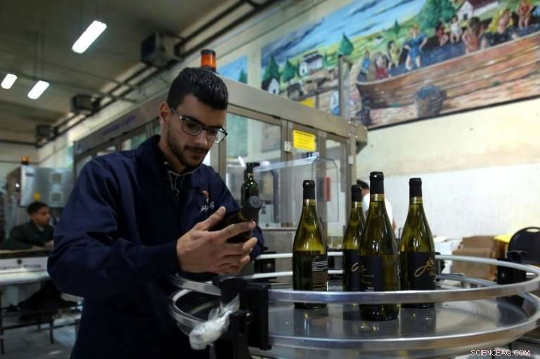 Reviving Jordan’s Biblical Wine Tradition: Desert Winemakers Lead the Charge
