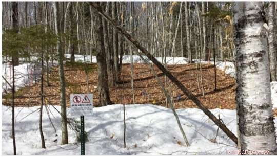 Declining Snowpack Threatens Tree Growth and Forest Carbon Sequestration