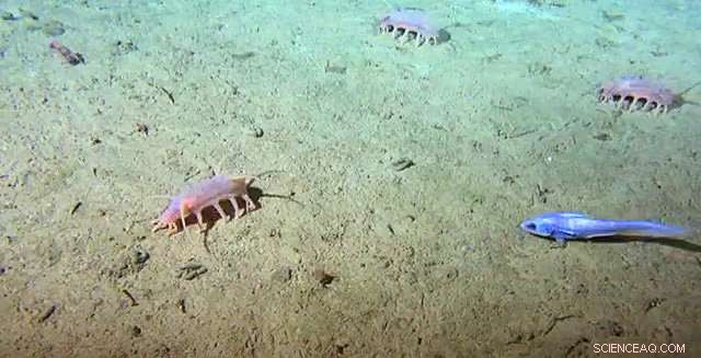 Undocumented Deep-Sea Carbon Fluxes Expose Gaps in Global Climate Models