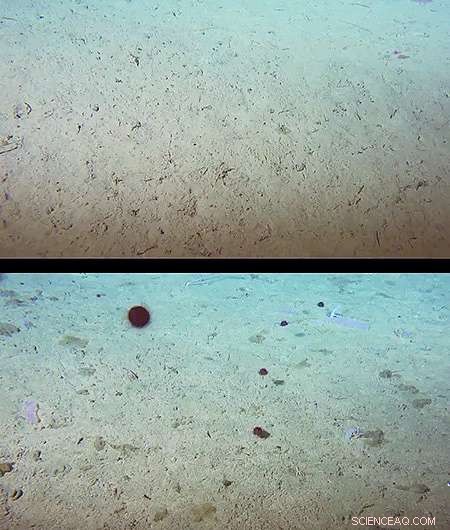 Undocumented Deep-Sea Carbon Fluxes Expose Gaps in Global Climate Models