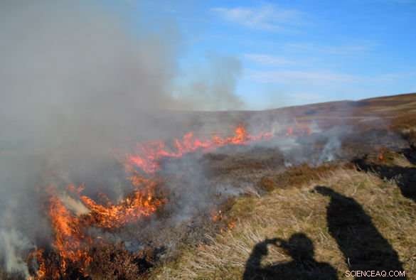 Research Finds Prescribed Burning Less Damaging Than Previously Assumed