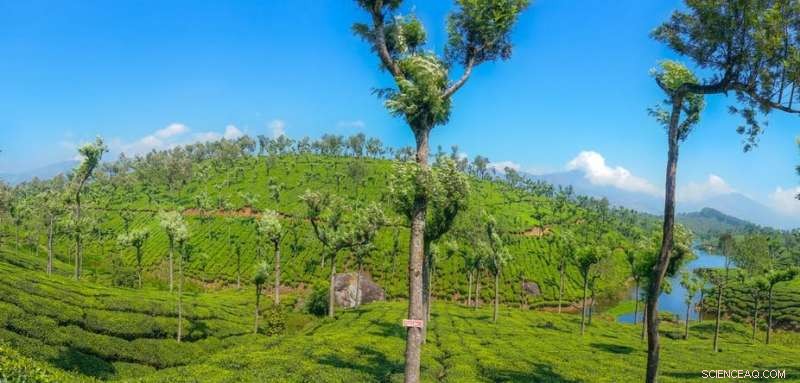 Urgent Need to Plant Trees on Farms: Boosting Sustainability and Yield