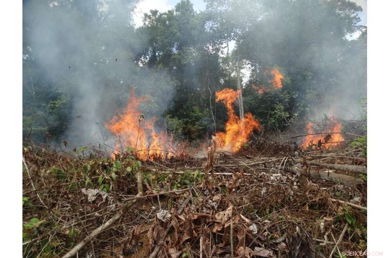 Colombia Sees Sixfold Increase in Tropical Forest Fires Post-2016 Peace Accords