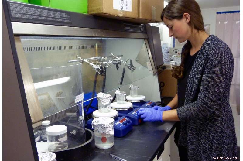 Mussels Rapidly Filter Microplastic Fibers, New Study Highlights Their Cleanup Potential