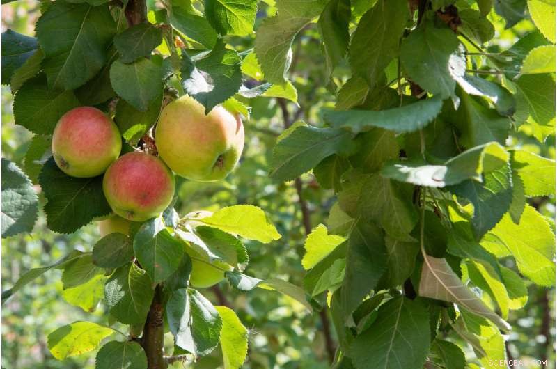 Global Warming Amplifies Frost Damage to Trees Across Central Europe